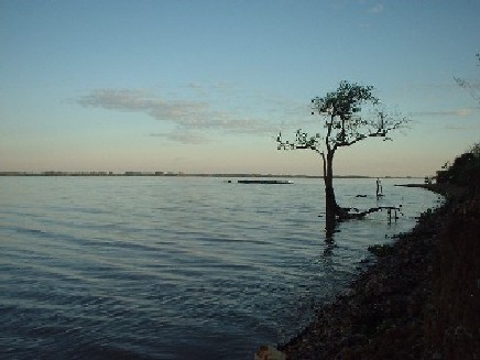 ARBOL DEL LAGO.jpg